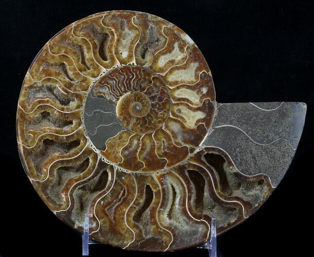 Cut Ammonite Fossil (Half) - Beautifully Agatized #58284